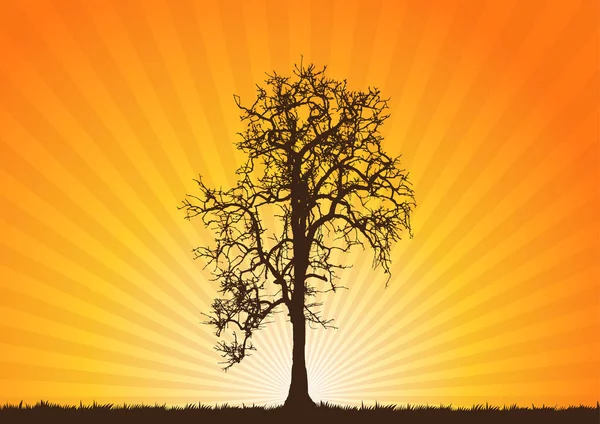 Sylwetki Drzew Zachodzie Słońca — Wektor stockowy