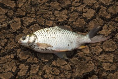 Topraktaki çatlaklarda ölü balıklar.