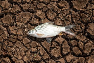 Topraktaki çatlaklarda ölü balıklar.