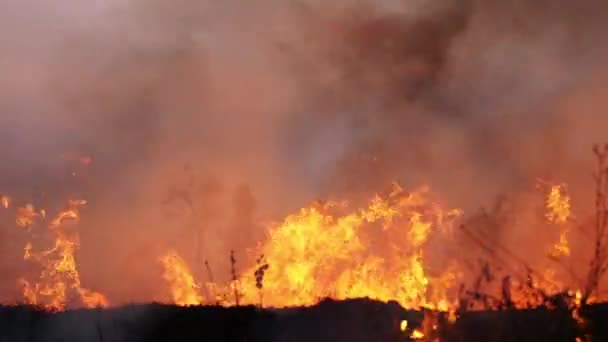 Verbrand gras van het veld 's nachts. — Stockvideo