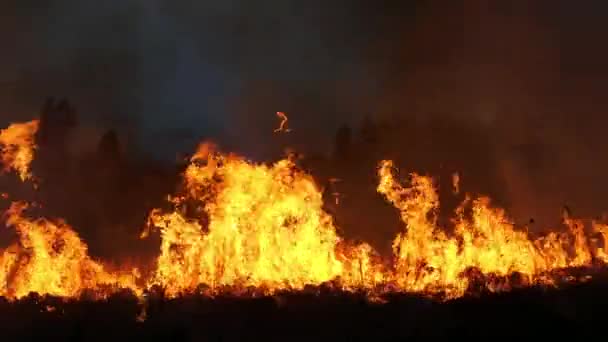 Brennendes Gras auf dem Feld in der Nacht. — Stockvideo