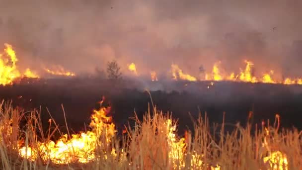 Палаюча трава поля вночі . — стокове відео