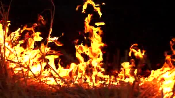 Brûler l'herbe du champ la nuit . — Video