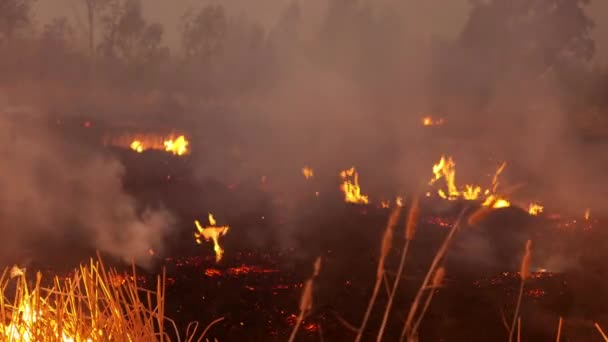 Brennendes Gras auf dem Feld in der Nacht. — Stockvideo