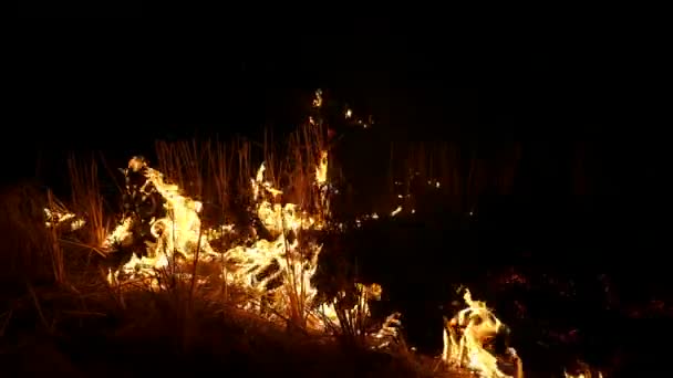 Verbrand gras van het veld 's nachts. — Stockvideo