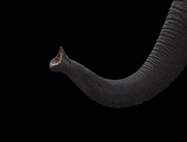 Слон Изолирован Черном Фоне — стоковое фото