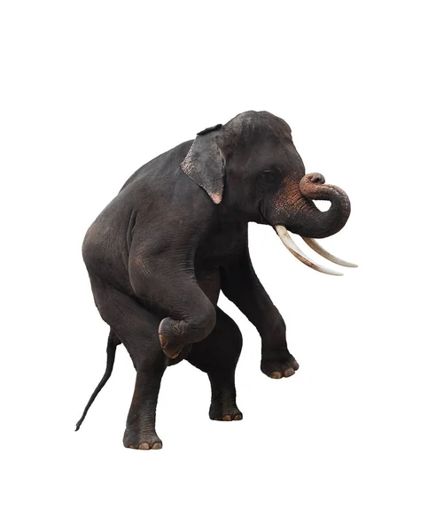 배경에 고립된 코끼리 — 스톡 사진