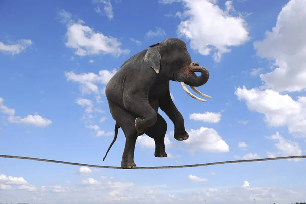 Elephant Walking Rope — Stock Photo, Image
