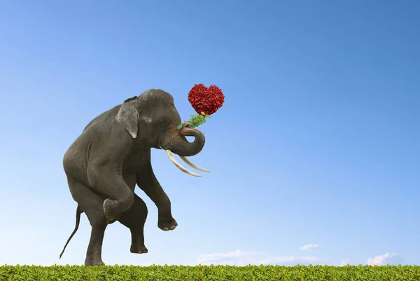 Elefant Står Och Håller Blomman — Stockfoto