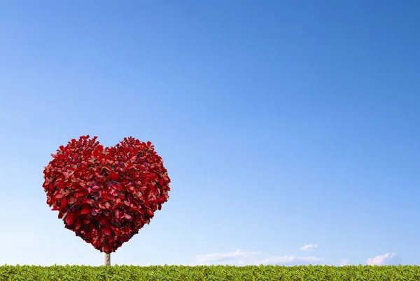 Árbol Forma Corazón Con Fondo Azul Cielo —  Fotos de Stock