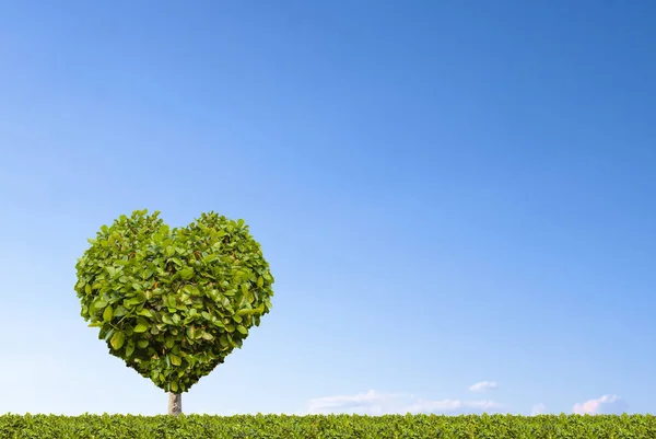 Heart shape tree with blue sky background.