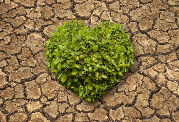Corazón Verde Arbusto Grietas Suelo — Foto de Stock