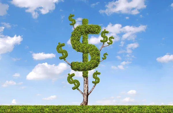 Money Tree Blue Sky Background — Stock Photo, Image