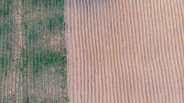 Vista Aérea Campo Mandioca — Fotografia de Stock