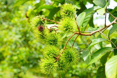 Taze Rambutan elimizde. Egzotik meyveler.