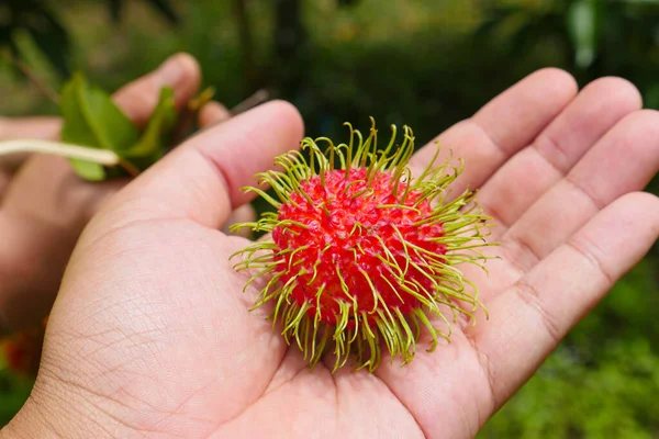 Świeży Rambutan Ręku Egzotyczne Owoce — Zdjęcie stockowe