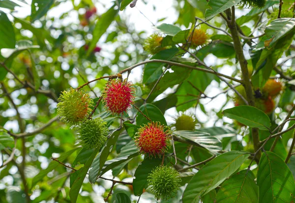 Rambutan Fresco Mão Frutas Exóticas — Fotografia de Stock