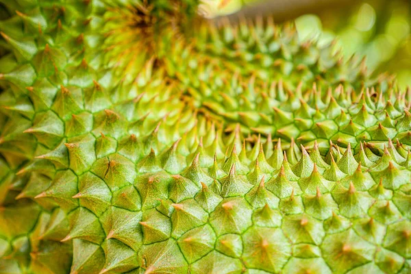 Fruto Tropical Durian Planta Árvore Durian Jardim — Fotografia de Stock