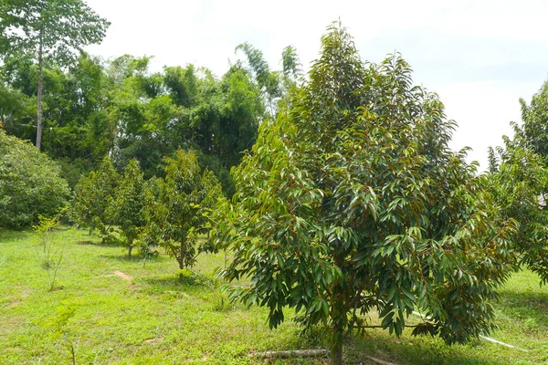 Fruta Tropical Duriana Planta Árbol Duriano Jardín — Foto de Stock
