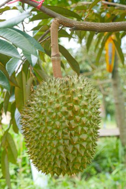 Durian tropikal meyvesi bahçedeki durian ağacında
