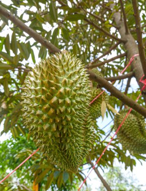 Durian tropikal meyvesi bahçedeki durian ağacında