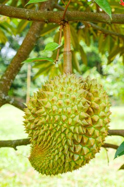 Durian tropikal meyvesi bahçedeki durian ağacında