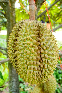Durian tropikal meyvesi bahçedeki durian ağacında