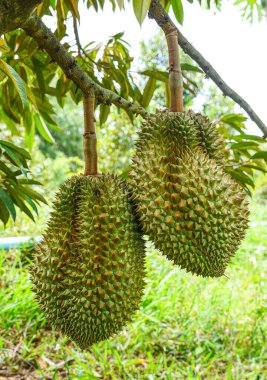 Durian tropikal meyvesi bahçedeki durian ağacında