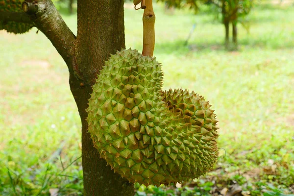 Fruta Tropical Duriana Planta Árbol Duriano Jardín —  Fotos de Stock