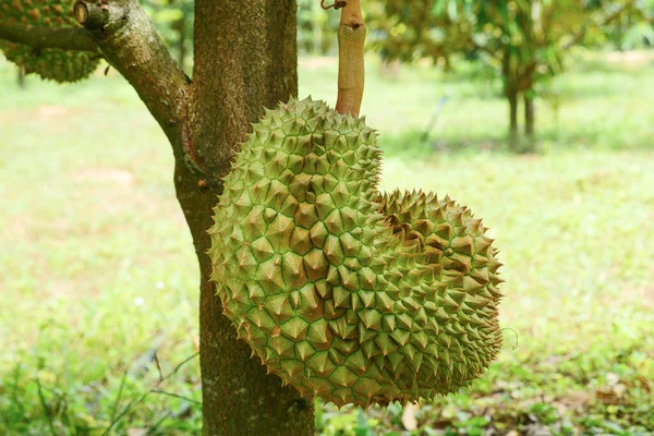 Fruto Tropical Durian Planta Árvore Durian Jardim — Fotografia de Stock