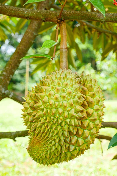 Fruto Tropical Durian Planta Árvore Durian Jardim — Fotografia de Stock