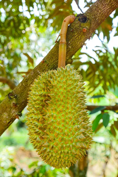 Fruto Tropical Durian Planta Árvore Durian Jardim — Fotografia de Stock