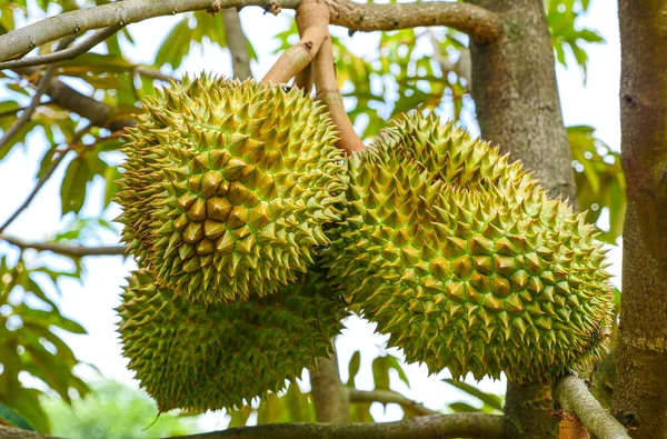 Fruto Tropical Durian Planta Árvore Durian Jardim — Fotografia de Stock