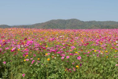 Kozmos çiçek tarlası. Yazın çiçek tarlası