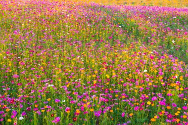 Kozmos çiçek tarlası. Yazın çiçek tarlası