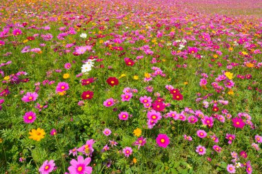 Kozmos çiçek tarlası. Yazın çiçek tarlası