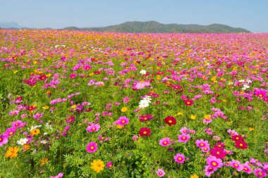 Kozmos çiçek tarlası. Yazın çiçek tarlası