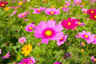 Kozmos çiçek tarlası. Yazın çiçek tarlası