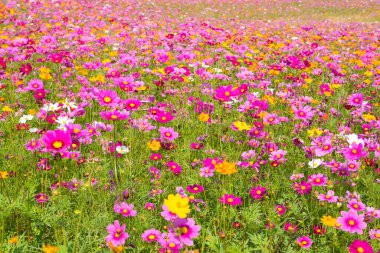 Kozmos çiçek tarlası. Yazın çiçek tarlası