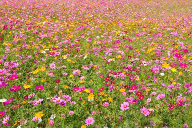 Kozmos çiçek tarlası. Yazın çiçek tarlası