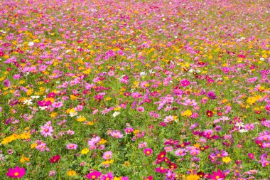 Kozmos çiçek tarlası. Yazın çiçek tarlası