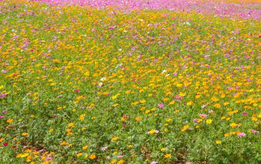 Kozmos çiçek tarlası. Yazın çiçek tarlası