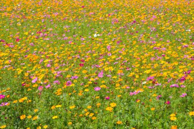 Kozmos çiçek tarlası. Yazın çiçek tarlası