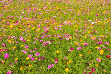 Kozmos çiçek tarlası. Yazın çiçek tarlası