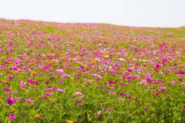 Kozmos çiçek tarlası. Yazın çiçek tarlası