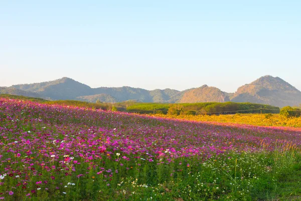 Campo Flores Cosmos Campo Flores Verão — Fotografia de Stock