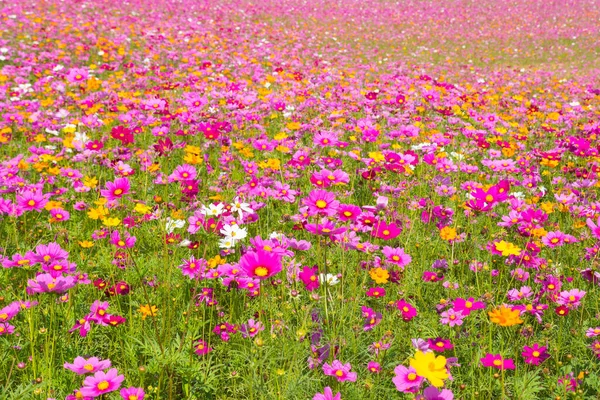 Campo Flores Cosmos Campo Flores Verano —  Fotos de Stock