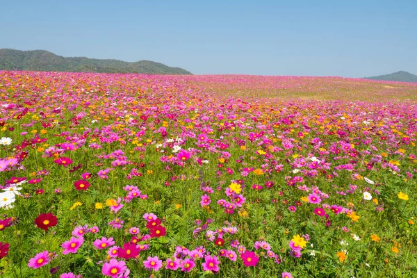 Campo Flores Cosmos Campo Flores Verano —  Fotos de Stock