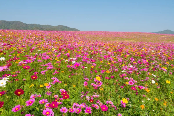 Cosmos flower field. Flower field in summer