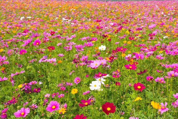 Campo Flores Cosmos Campo Flores Verão — Fotografia de Stock